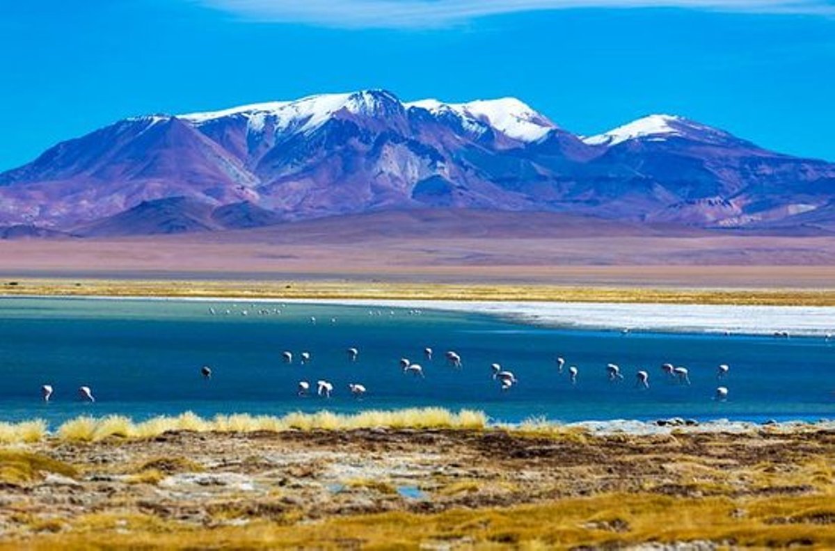 A high-mountain lagoon with pink flamingos