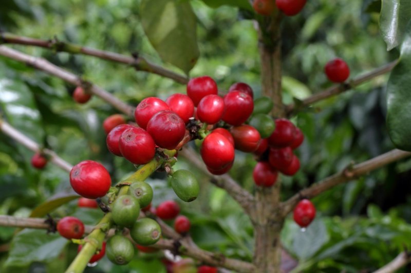 Ripe coffee cherries