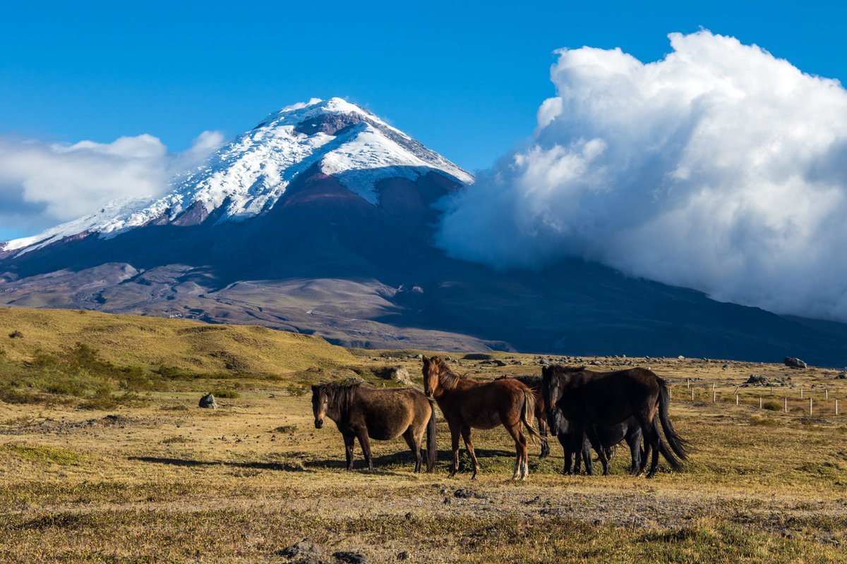 Cotopaxi volcano and wild horses
