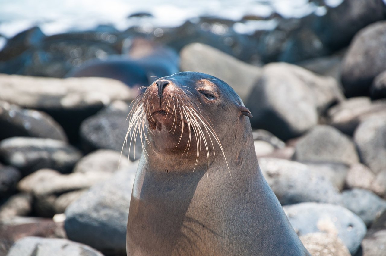 A sea lion in the Galápagos