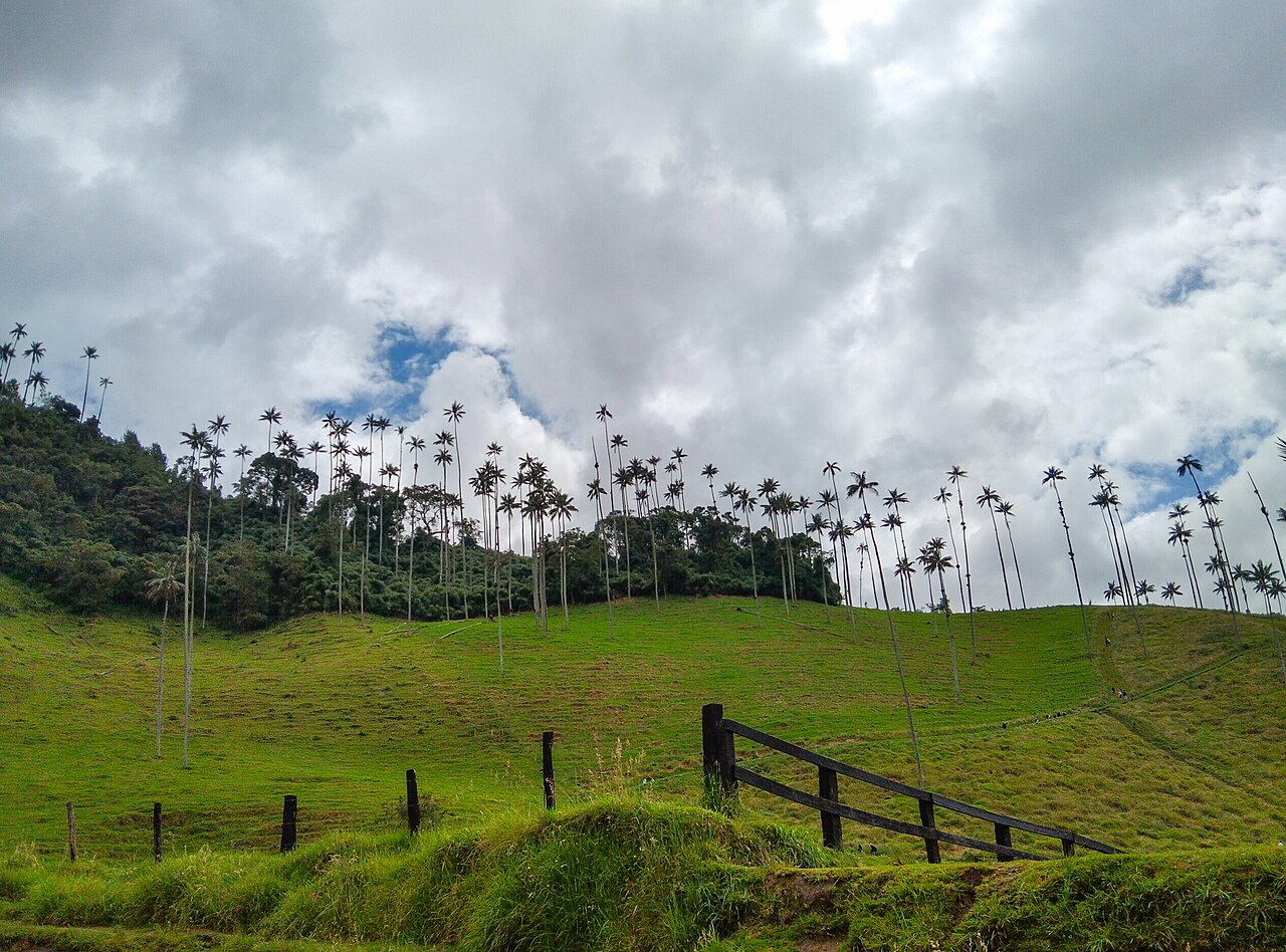 The Cocora Valley with its wax palms